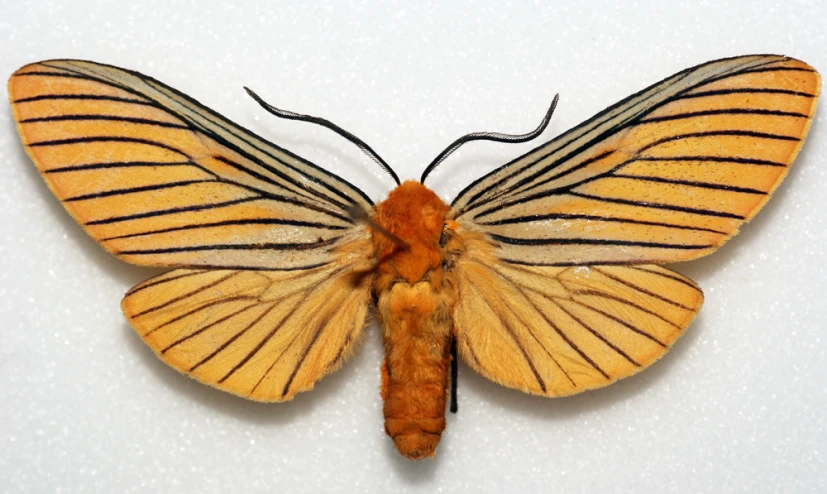 a yellow and black erfly on a white wall