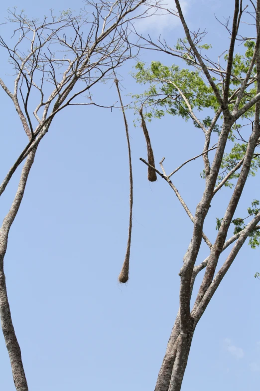 two birds are in the trees while one is taking a po