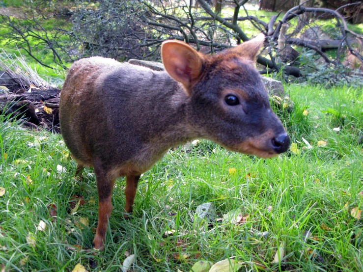 an adult deer that is looking at soing