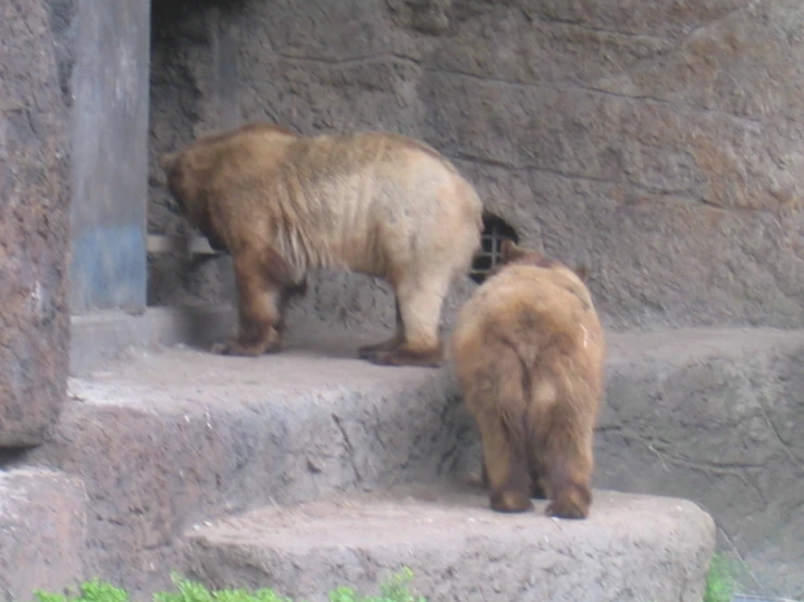 two bears are outside a stone structure