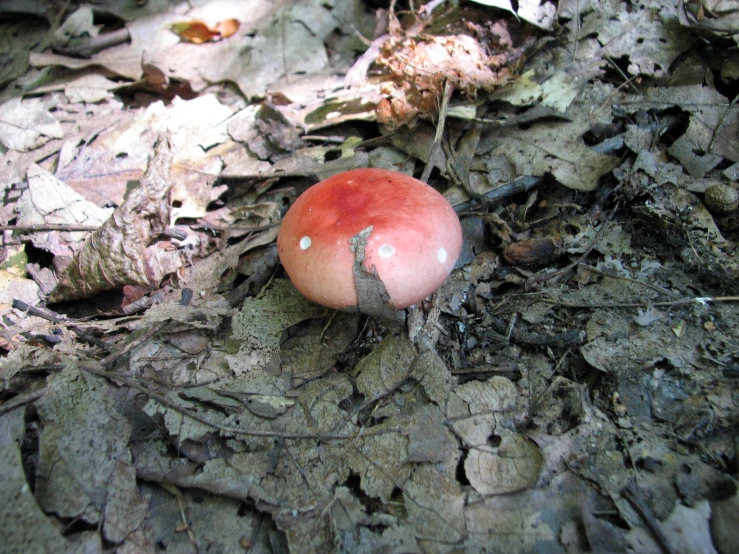 a mushroom is sitting on the ground with brown leaves