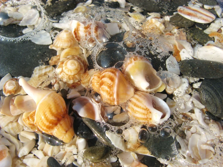 several seashells and seaweed are on the gravel