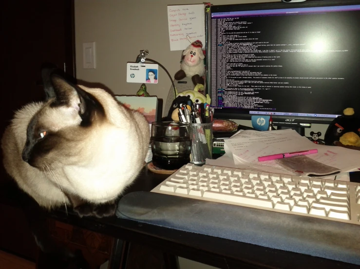 a cat sitting on top of a desk next to a computer