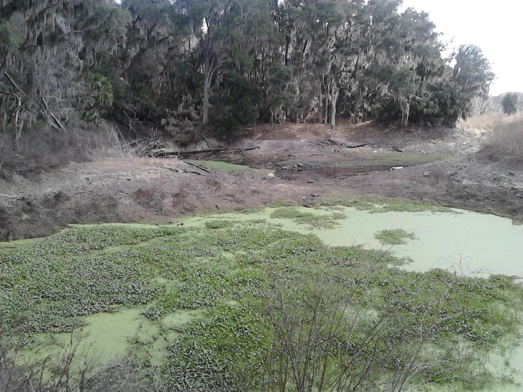 a lush green swampy area surrounded by tall trees