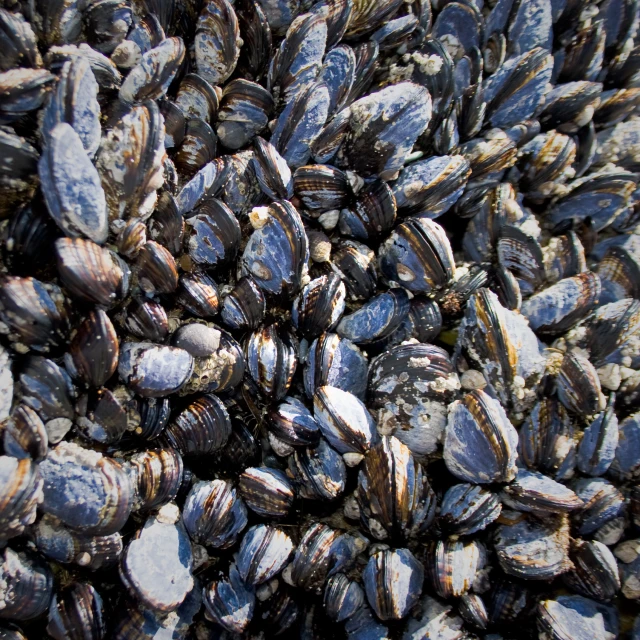 a pile of blue oyster shells and other items