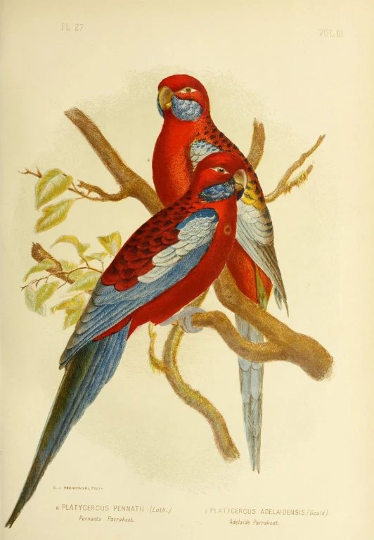 the image depicts two colorful birds on a nch