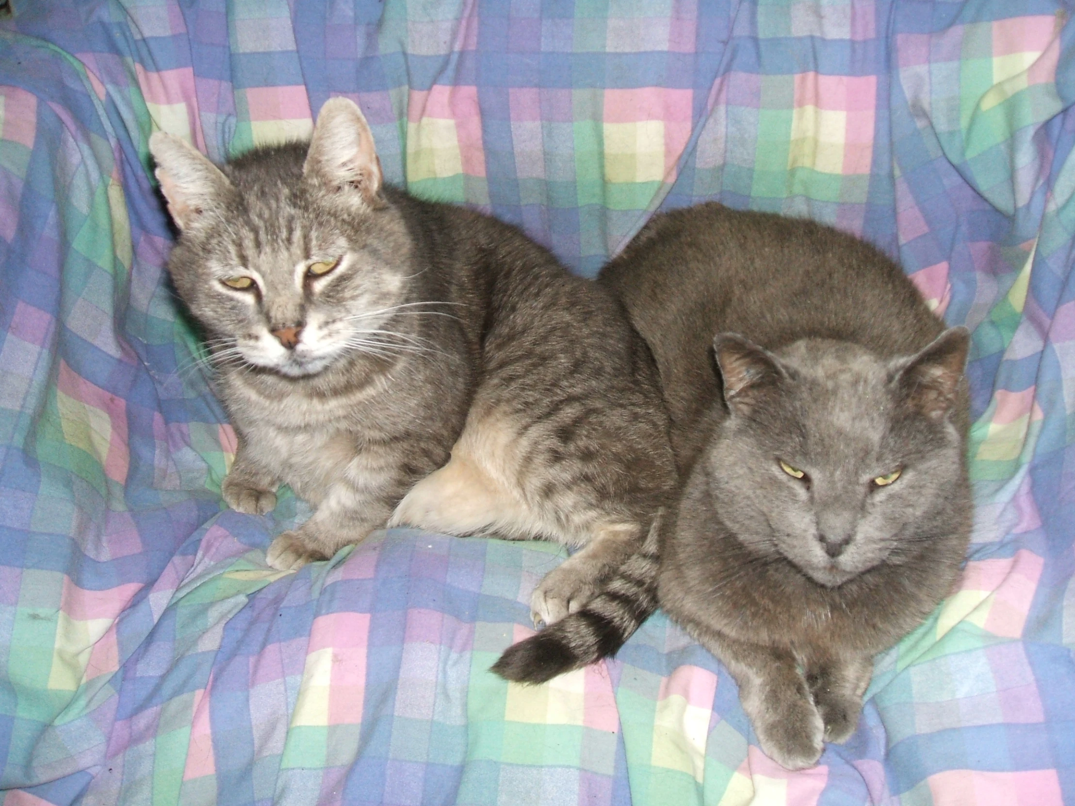 two cats laying down on the bed looking into the distance