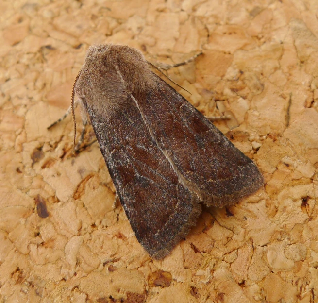 a moth on a rock surface on the ground