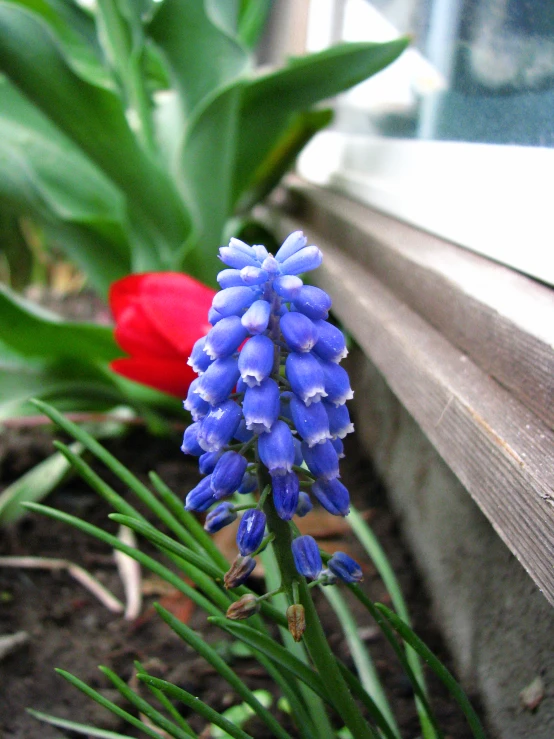 a close - up of a plant and flower in a vase