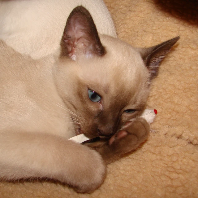 a cat that is laying on its back with blue eyes