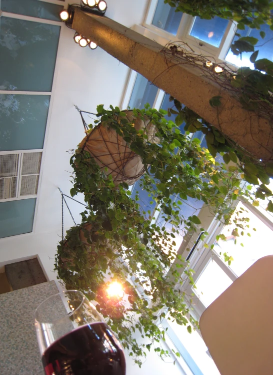 some green plants hanging from a ceiling near a window