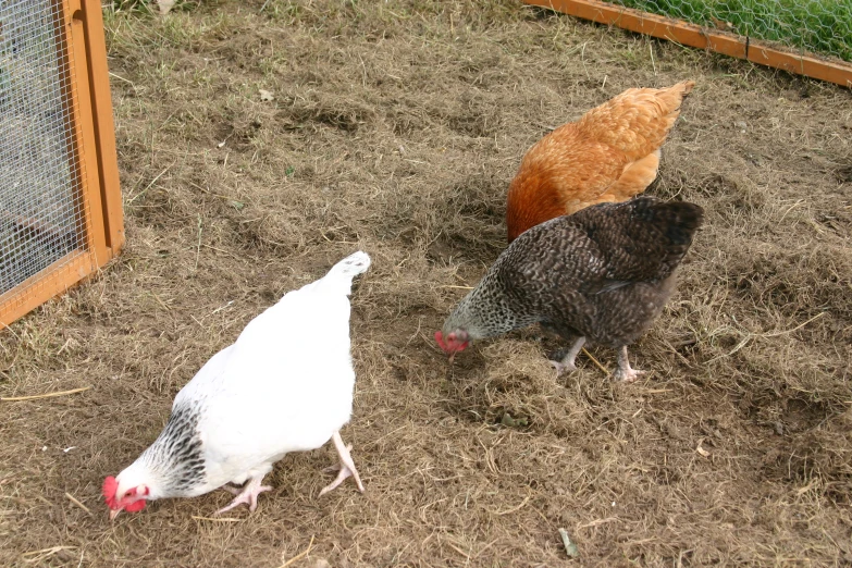 three chickens walking in the dirt next to a wooden fence