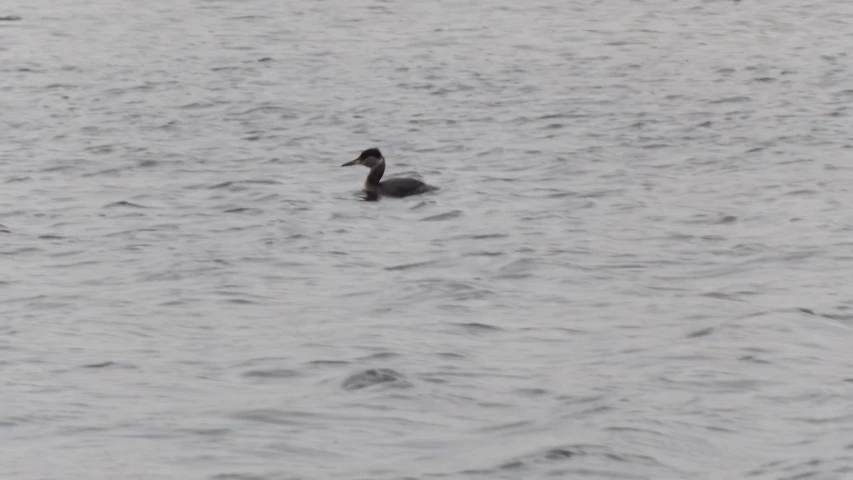 a bird that is swimming in some water