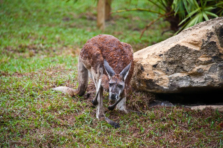 the animal is standing in the grassy field by the rocks