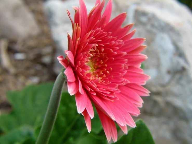 a pink flower on top of a green leaf