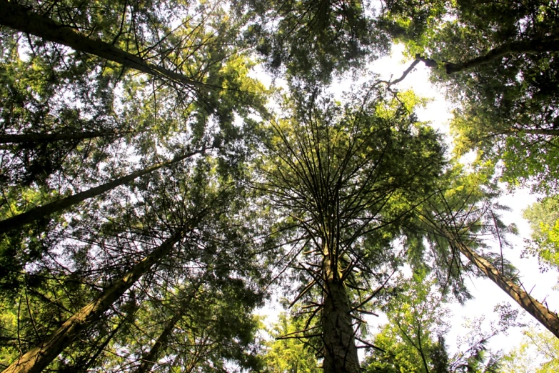 view looking up through a canopy of tall trees