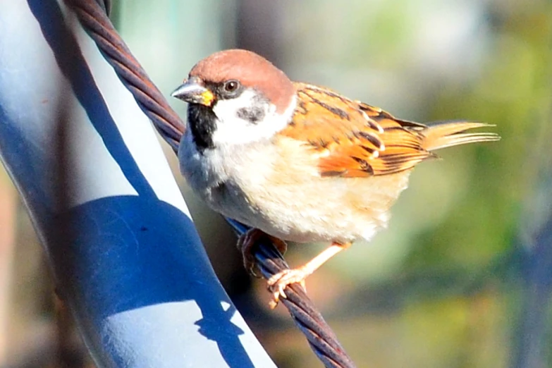 a small bird is sitting on top of a wire fence