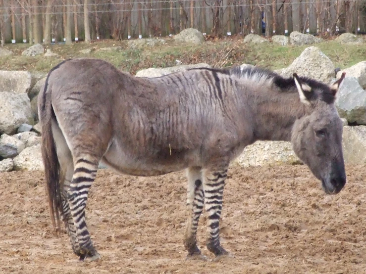 the grey ze is standing on the dirt field