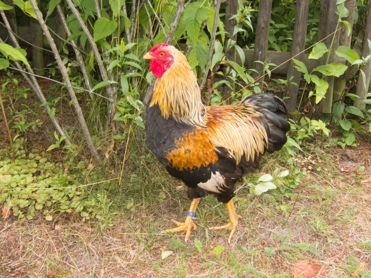 a rooster walks through a field surrounded by brush