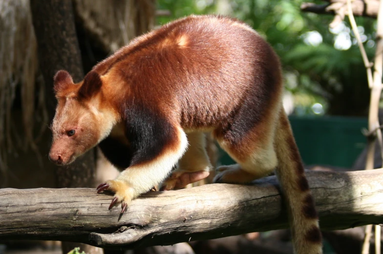 a brown and black animal on a log