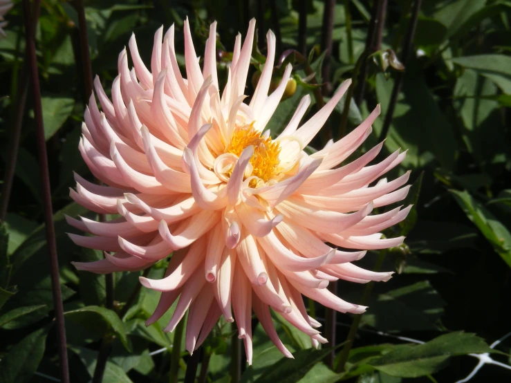 a pink flower surrounded by lots of green leaves