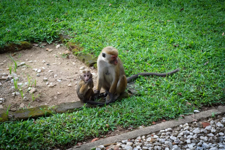 a monkey is sitting down on the grass eating soing