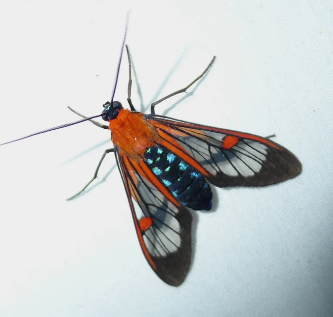 a large, colorful insect with long wings on a white background