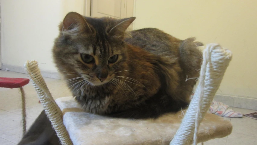 cat sitting on top of a chair that is up against the wall