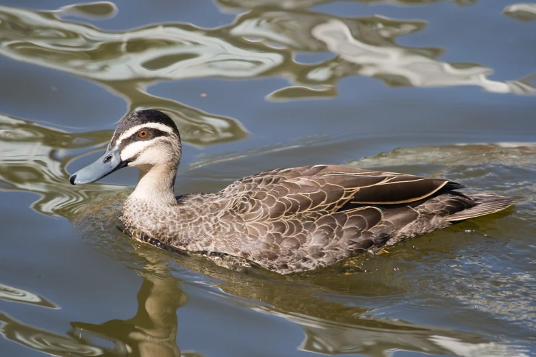 the bird is swimming in the water alone