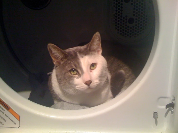 a grey and white cat sitting in the front door of a microwave