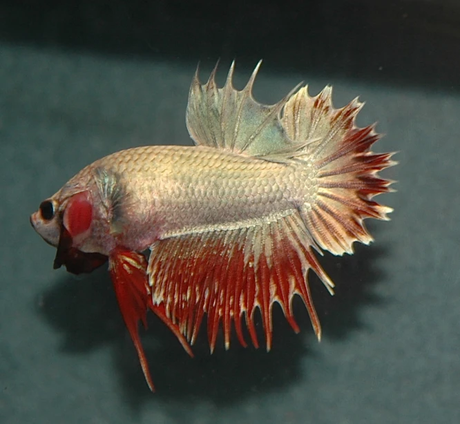 a fish with red and white spots on it's back side