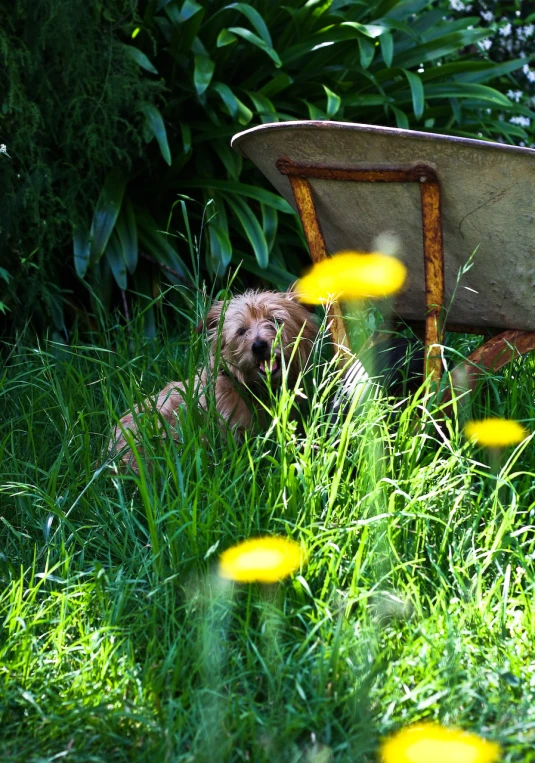 a brown dog sitting in a field full of flowers