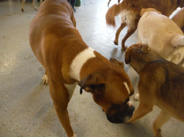 there are many dogs standing around playing with each other