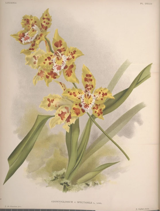 a vintage illustration of flowers and leaves in yellow colors