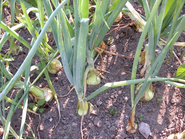 close up of plants growing in dirt area