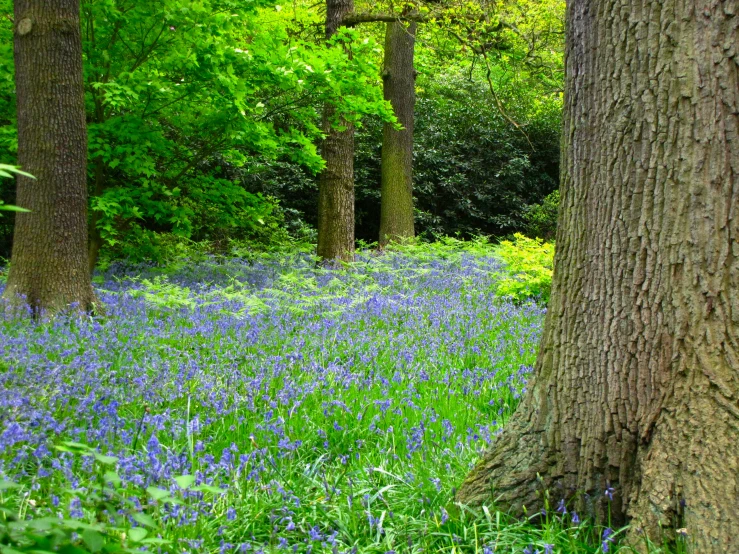 trees and grass with bluebells in a forest