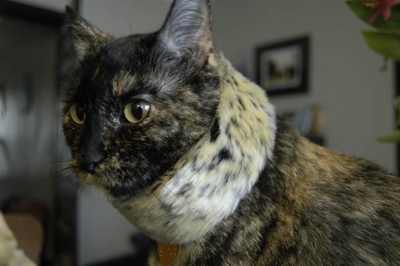 an adorable spotted cat staring at the camera