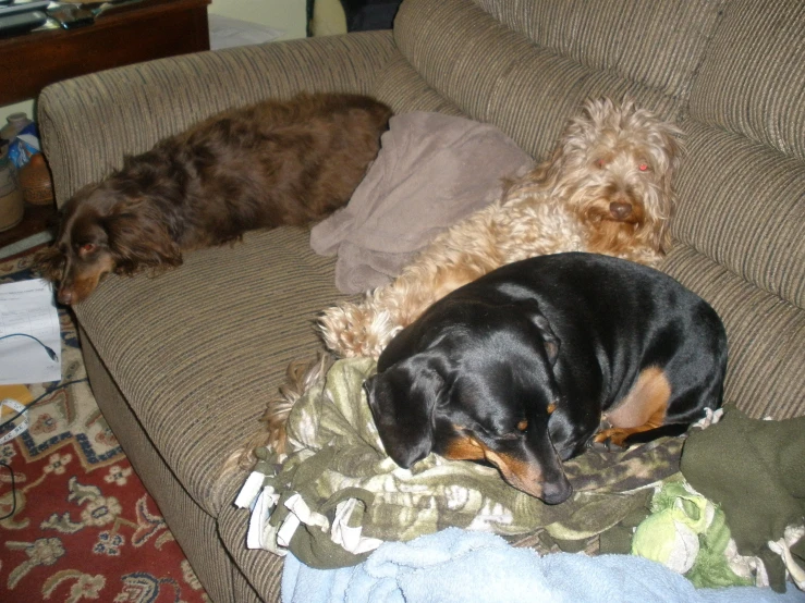 two dogs lay down on the couch next to each other