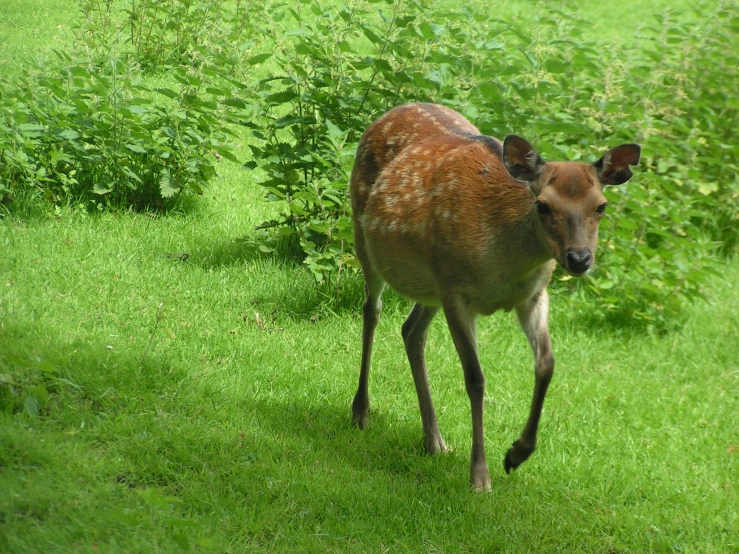 a small baby deer that is walking around on the grass