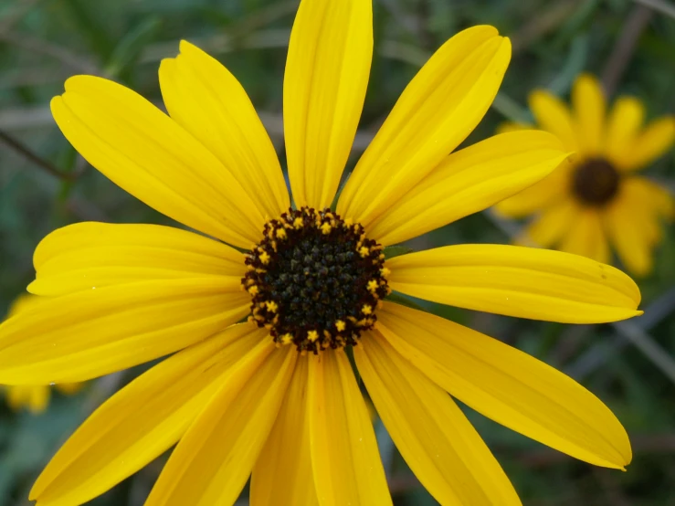 a very bright yellow flower with some petals