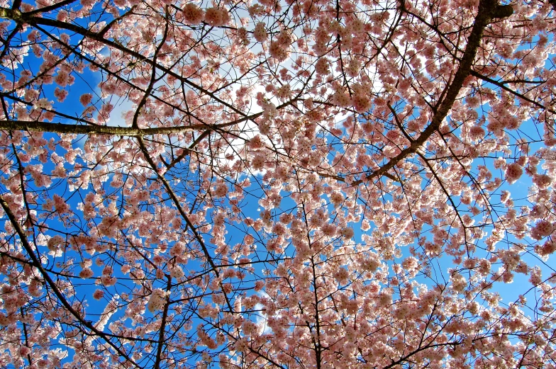 the blossoms on this tree are just starting to bloom