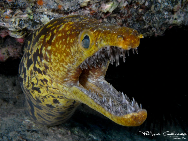 an ornate animal with its mouth open next to some corals
