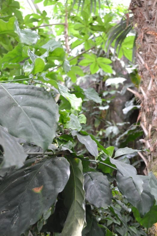 leaves of some sort growing on a tree