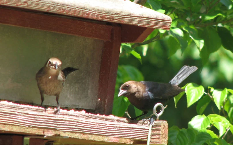 two birds sitting on top of a wooden fence