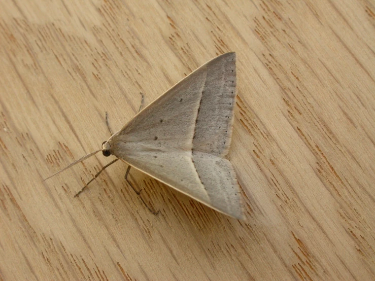 small gray and white moth sitting on wooden surface