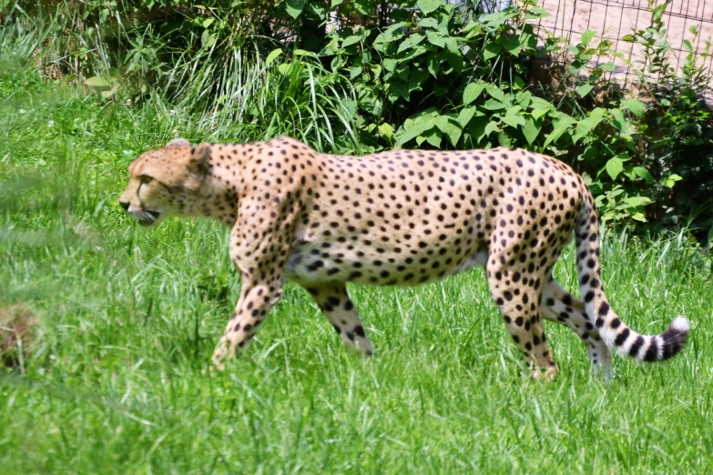 a cheetah walks through grass with other animals