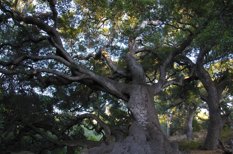 a giraffe walking away from some large trees