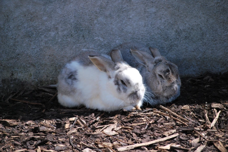 two small bunny rabbits play in the sun