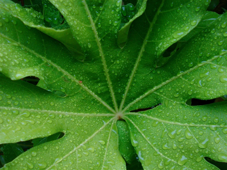 large green leaf with lots of water drops on it