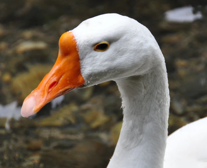 the white and orange face of a goose